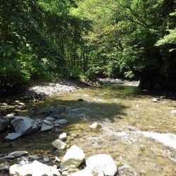 尺イワナハンティング ～長良川水系～